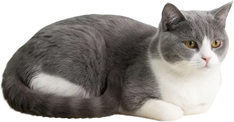 Cat Right Cat Right